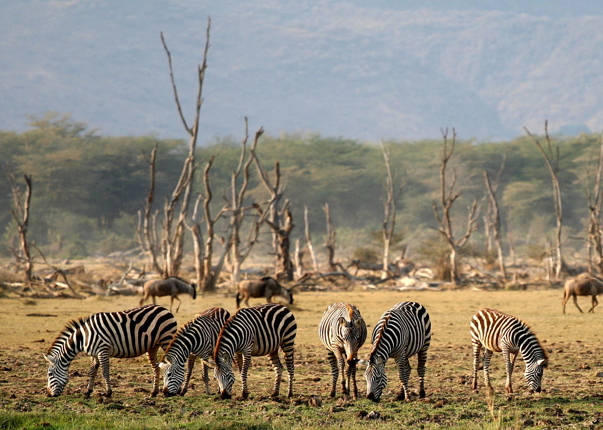 Quick guide Lake Manyara National Park Visit on a Tanzania Safari